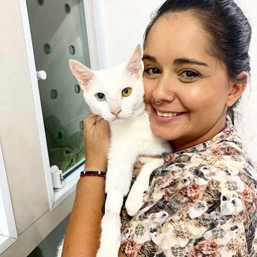 Profissional Zenvet com gato branco de olhos heterocrômicos