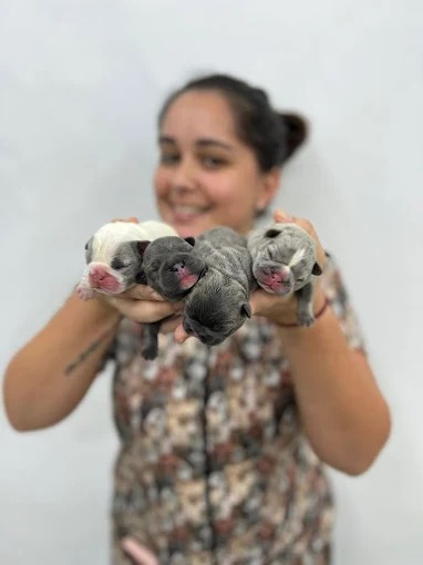 Quatro filhotes recém-nascidos sustentados pela veterinária Zenvet